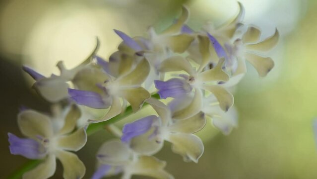 Vanda orchids on nature bokeh background.