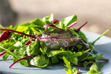 Fresh salad plate with mixed greens (arugula, mesclun, mache). Healthy food. Green food.