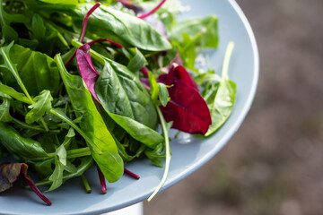 Fresh salad plate with mixed greens (arugula, mesclun, mache). Healthy food. Green food.