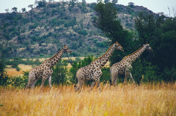 Giraffes Pack