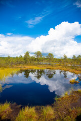 Obraz na płótnie Canvas Estonian Wetland