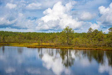 Fototapeta na wymiar Estonian Wetland