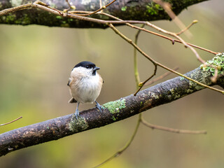Fototapeta premium Marsh Tit on a Branch