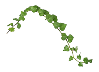 weave of ivy on piece of wood on transparent background