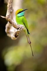 Vlha proměnlivá, Merops orientalis, Green bee-eater, sitting on the branch at Wilpattu park Sri Lanka, best light, detail portrait,