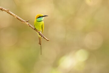 Vlha proměnlivá, Merops orientalis, Green bee-eater, sitting on the branch at Wilpattu park Sri Lanka, best light, detail portrait,