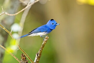 The black-naped monarch or black-naped blue flycatcher, Lejskovec Azurový, Hypothymis azurea, detail closeup
