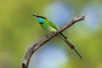Vlha proměnlivá, Merops orientalis, Green bee-eater, sitting on the branch at Wilpattu park Sri Lanka, best light, detail portrait,
