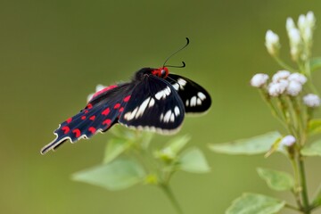 Pachliopta hector, the crimson rose, in the flight, Sri Lanka