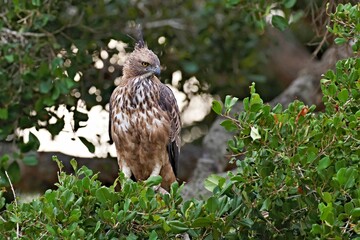 The changeable hawk-eagle (Nisaetus cirrhatus) or crested hawk-eagle is a large bird of prey species. Close-up wildlife photography. Spotted during the safari at Wilpattu national park in Sri Lanka. 