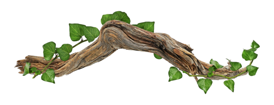 weave of ivy on piece of wood on transparent background
