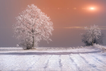 Fototapeta premium trees in the snow