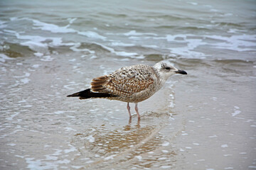 młoda mewa na plaży, mewa nad morzem, young seagull by the sea (Larinae)

