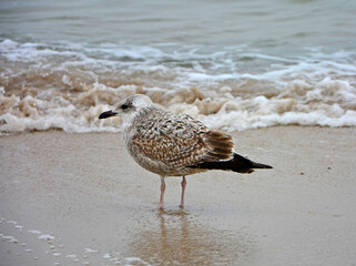młoda mewa na plaży, mewa nad morzem, young seagull by the sea (Larinae)