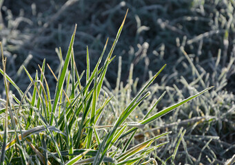 osztoniona trawa w zimowym słońcu, grass in sparkling frost, a meadow frozen in winter, Grass...