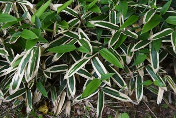 Fototapeta premium Kuma bamboo grass ( Sasa veitchii). Poaceae evergreen plants. Young leaves are dark green overall, but in winter the edges wither and turn white.