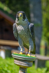 Wanderfalke (falco peregrinus) peregrine (falcon) in Austria