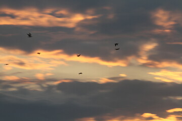 flock of birds