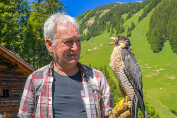 Kurt with Wanderfalke (falco peregrinus) peregrine (falcon) in Austria