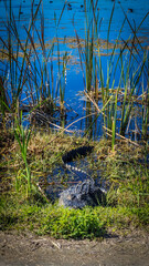 American Alligator that looks like it's ready to attack on the side of the road at the edge of a lake in Central Florida - full body, eyes open, tail in shape of letter S