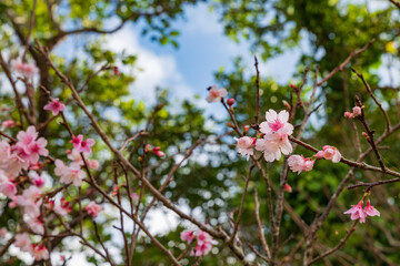 沖縄で日本一早く開花するピンク色の寒緋桜