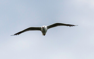 Seagull in flight with wings outstretched