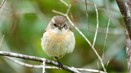 Tec Tec on one leg on branch