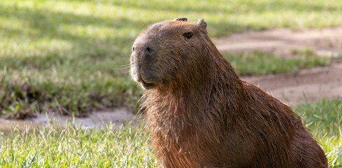 Photograph of a capybara in the park of São José dos Campos, São Paulo, Brazil.	