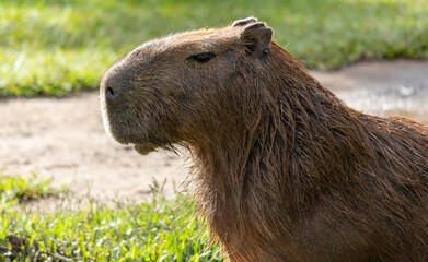 Photograph of a capybara in the park of São José dos Campos, São Paulo, Brazil.	