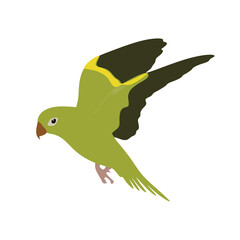 Parakeet flat illustration isolated on white background. Cartoon cute Parakeet flying. vector illustration
