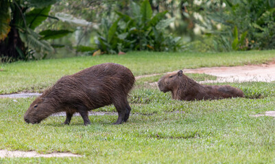 Photograph of a capybara in the park of São José dos Campos, São Paulo, Brazil.	
