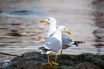 Close-up of Seagulls
