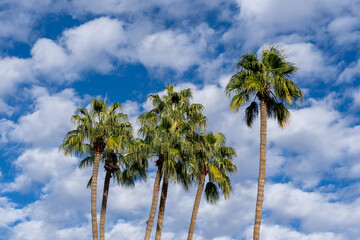 cluster of palm trees, Arecaceae, with bright blue sky and white puffy clouds with copy space, tropical or summer vacation concept