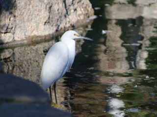 great heron ardea cinerea