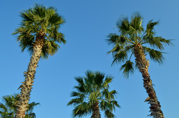 Fototapeta na wymiar Palm trees, blue sky background