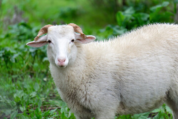 A white sheep looks into the frame