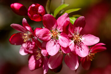 Paradise apple flowers. Blooming apple of paradise in the spring garden. Beautiful spring natural background. Nature concept for design. Close. Shallow depth. Greeting card background. 