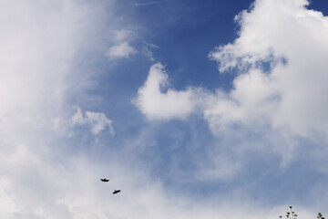 The predator birds flying in the blue sky