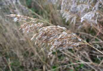 kwiatostan trawy zimą, oszroniony kwiat trawy, grass inflorescences in winter, Frozen, withered inflorescence of field grass, inflorescence of grass in sparkling hoarfrost  © kateej