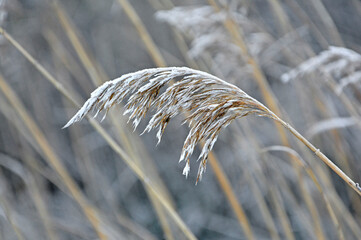 kwiatostan trawy zimą, oszroniony kwiat trawy, grass inflorescences in winter, Frozen, withered inflorescence of field grass 