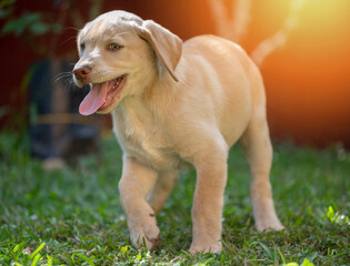 Funny labrador puppy walk on grass