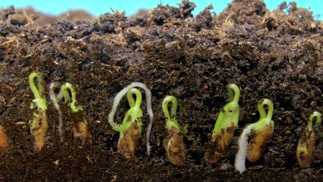 Flax seeds sprout and young plants with green leaves and stems appear in macro timelapse on greenscreen. Germination of microgreen grains planted in a row into fertile soil. Flora evolution theme