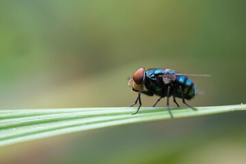 Calliphora vomitoria is a type species of the genus Calliphora