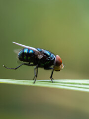 Calliphora vomitoria is a type species of the genus Calliphora