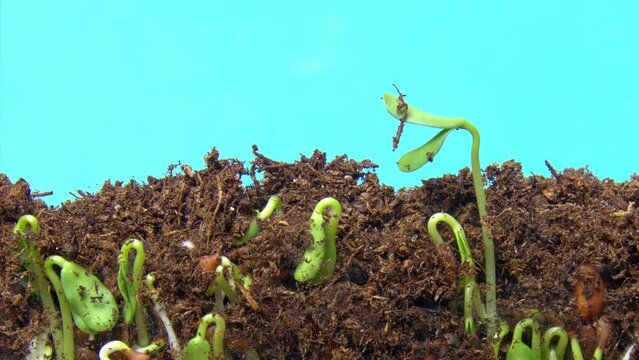 Grains of flax are sprouting under ground and seedlings appearing over it filmed in macro timelapse. Development of plants from seed into stem with leaves against alpha channel background. Flora theme