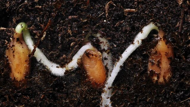 Flax seeds are sprouting in wet soil and routs then stems are appearing in timelapse. Progress of growing plants under ground filmed in macro. Showing evolution of herb from kernel to young germ