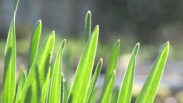 Setaria palmifolia illuminated by sunlight grows in orchard against blurry flowers. Palm leaves reach for bright sun and sway in light wind