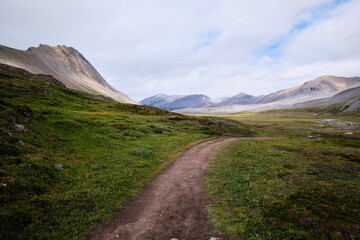 Open meadows of the Wilcox Pass Trail, Icefields Parkway, Alberta