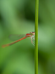 Needle dragonflies are insects that belong to the order Odonata, suborder Zygoptera