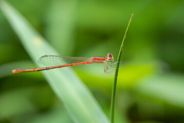 Needle dragonflies are insects that belong to the order Odonata, suborder Zygoptera